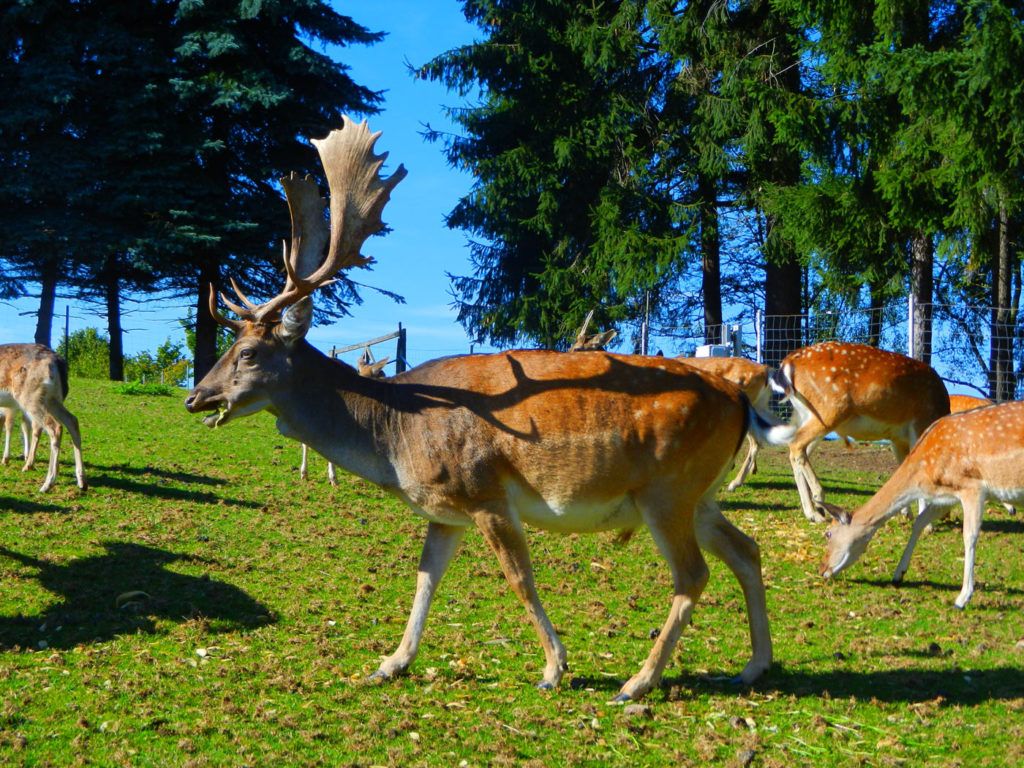 Hirsch